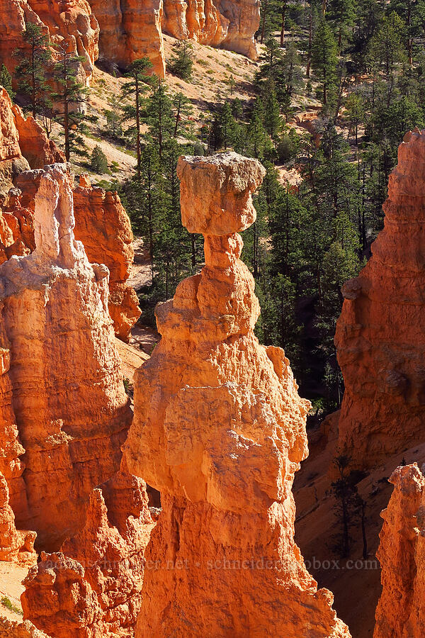 Thor's Hammer [Sunset Point, Bryce Canyon National Park, Garfield County, Utah]
