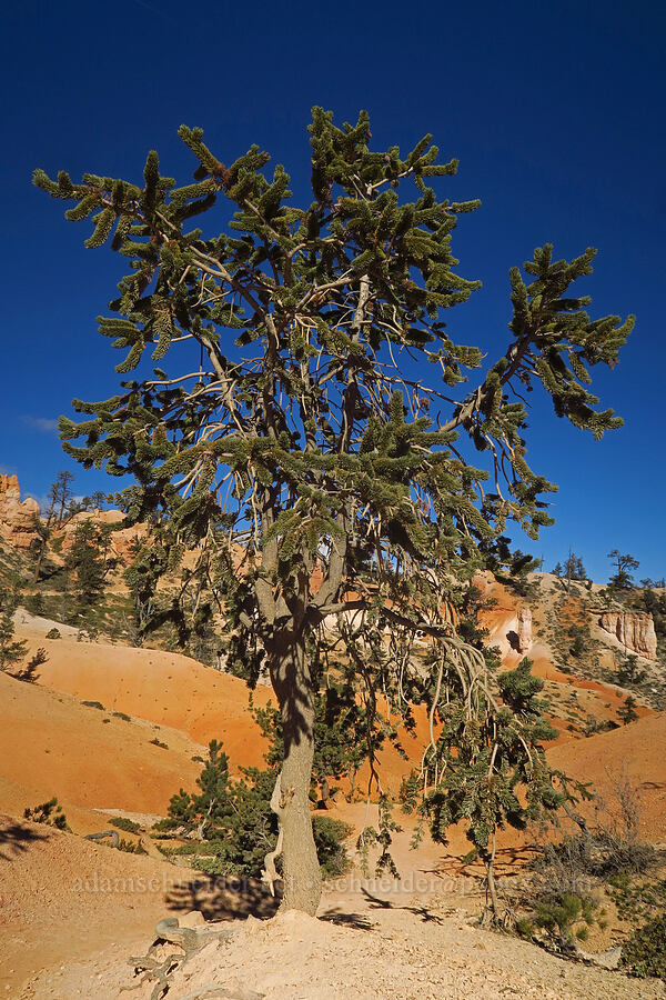 bristlecone pine (Pinus longaeva) [Queen's Garden Trail, Bryce Canyon National Park, Garfield County, Utah]