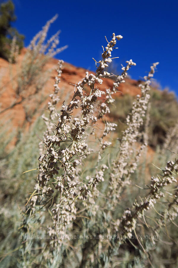 sand sagebrush (Artemisia filifolia) [Dry Fork Coyote Gulch, Grand Staircase-Escalante National Monument, Kane County, Utah]