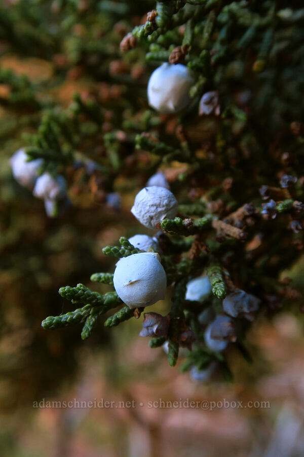 Utah juniper berries (Juniperus osteosperma) [Dry Fork Coyote Gulch, Grand Staircase-Escalante National Monument, Kane County, Utah]