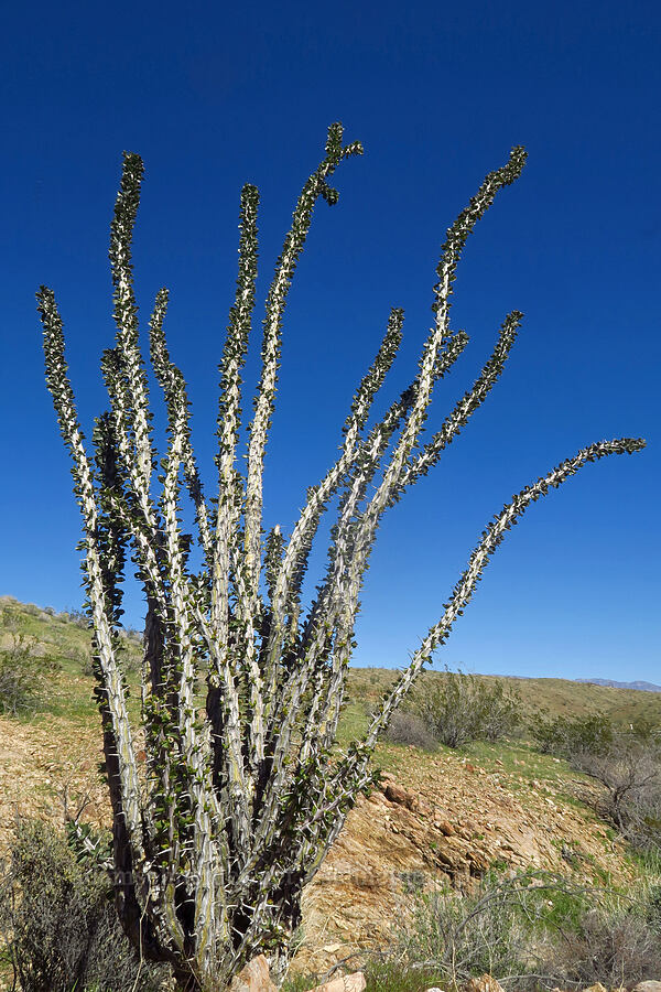 ocotillo (Fouquieria splendens) [Montezuma Valley Road, Anza-Borrego Desert State Park, San Diego County, California]
