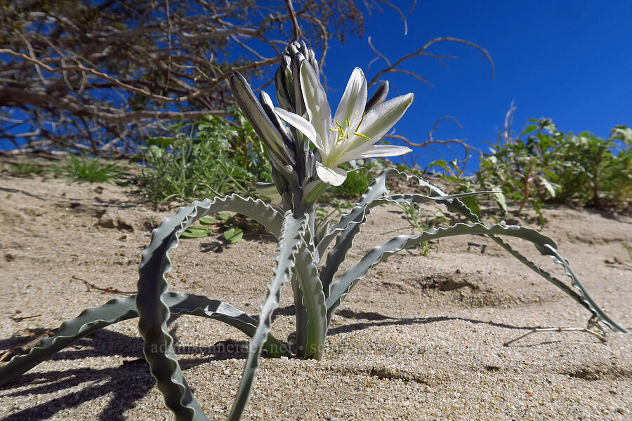 desert lily (Hesperocallis undulata) [Coyote Canyon Road, Borrego Springs, San Diego County, California]