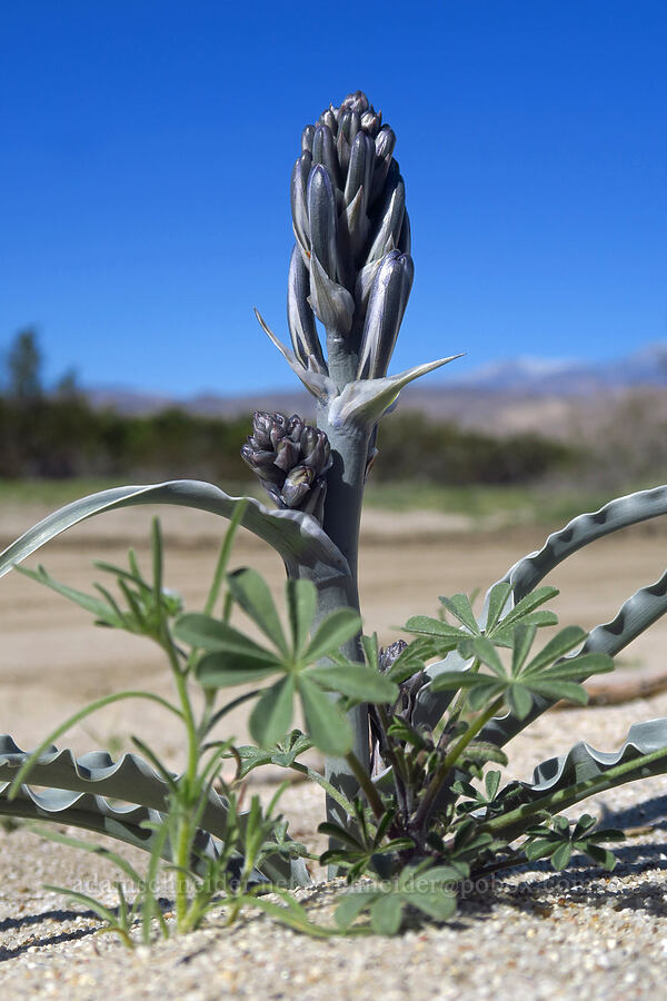 desert lily, budding (Hesperocallis undulata) [Coyote Canyon Road, Borrego Springs, San Diego County, California]