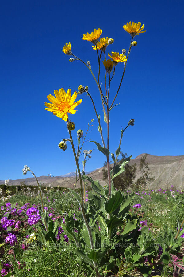 desert sunflowers (Geraea canescens) [Coyote Canyon Road, Borrego Springs, San Diego County, California]