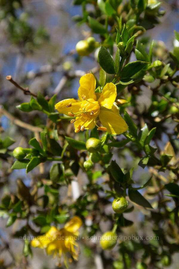 creosote bush (Larrea tridentata) [Coyote Canyon Road, Anza-Borrego Desert State Park, San Diego County, California]