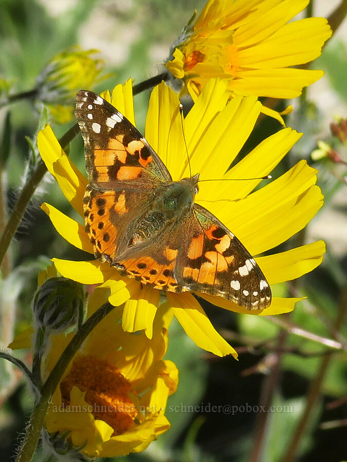 painted lady butterfly on desert sunflowers (Vanessa cardui, Geraea canescens) [east of Coyote Canyon Road, Anza-Borrego Desert State Park, San Diego County, California]