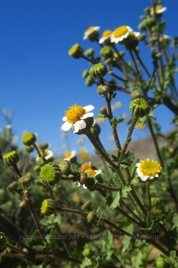 Emory's rock-daisy (Perityle emoryi) [east of Coyote Canyon Road, Anza-Borrego Desert State Park, San Diego County, California]
