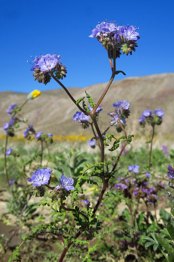 distant phacelia (Phacelia distans) [east of Coyote Canyon Road, Anza-Borrego Desert State Park, San Diego County, California]