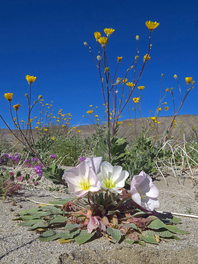 dune evening primrose & desert sunflowers (Oenothera deltoides, Geraea canescens) [east of Coyote Canyon Road, Anza-Borrego Desert State Park, San Diego County, California]
