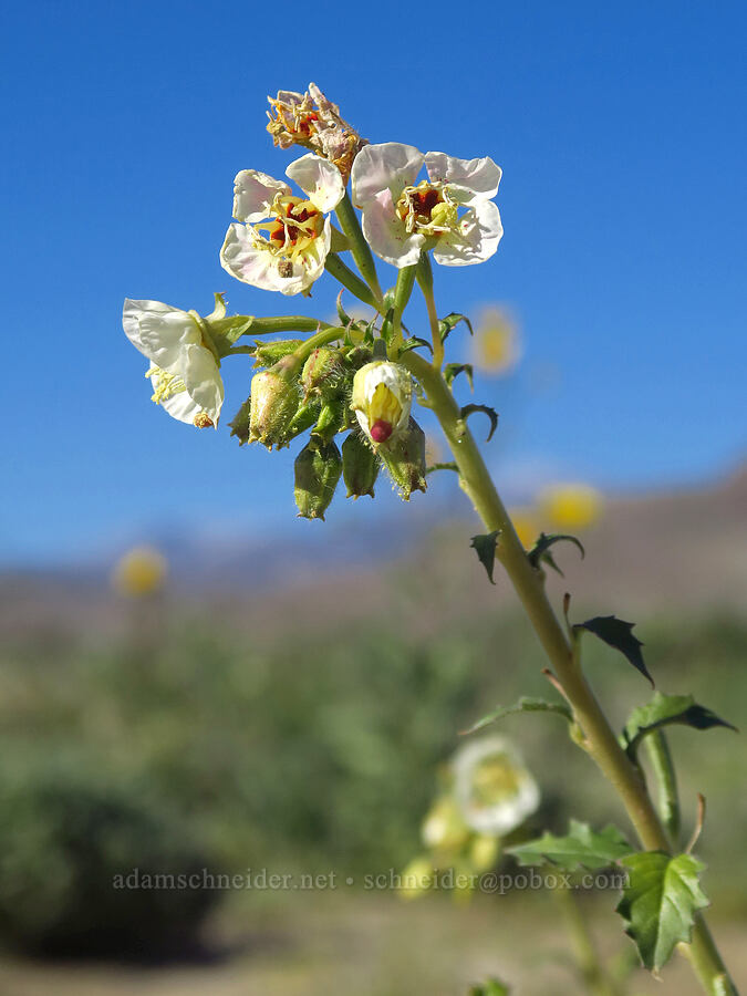 brown-eyed primrose (Chylismia claviformis (Camissonia claviformis)) [east of Coyote Canyon Road, Anza-Borrego Desert State Park, San Diego County, California]