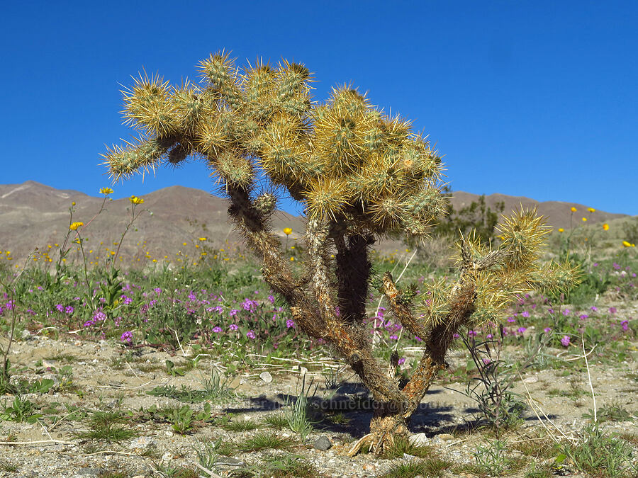 silver cholla (Cylindropuntia echinocarpa (Opuntia echinocarpa)) [County Road S22, Anza-Borrego Desert State Park, San Diego County, California]