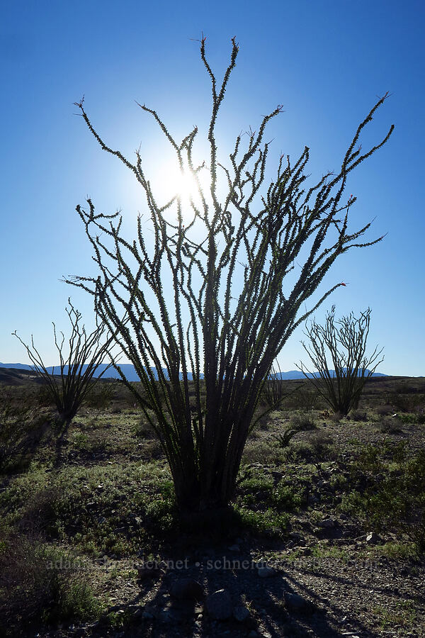 ocotillo (Fouquieria splendens) [Villager Peak Trail, Anza-Borrego Desert State Park, San Diego County, California]