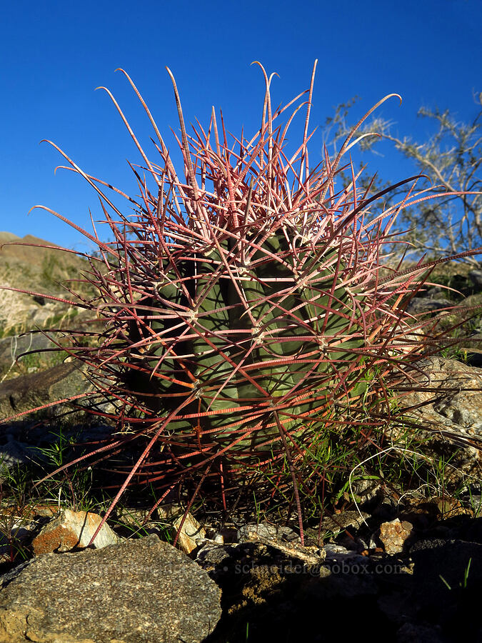 California barrel cactus (Ferocactus cylindraceus) [Villager Peak Trail, Anza-Borrego Desert State Park, San Diego County, California]