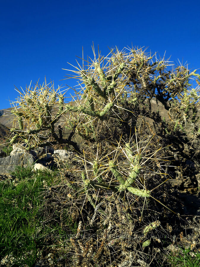 diamond cholla (Cylindropuntia ramosissima (Opuntia ramosissima)) [Villager Peak Trail, Anza-Borrego Desert State Park, San Diego County, California]