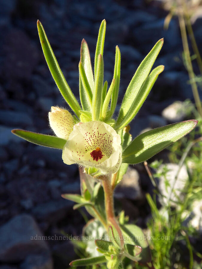 ghost flower (Mohavea confertiflora) [Villager Peak Trail, Anza-Borrego Desert State Park, San Diego County, California]