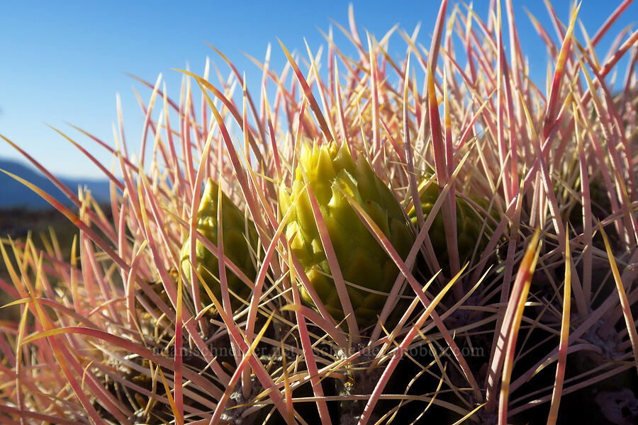 California barrel cactus, budding (Ferocactus cylindraceus) [Villager Peak Trail, Anza-Borrego Desert State Park, San Diego County, California]
