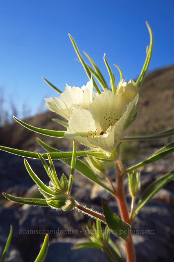 ghost flower (Mohavea confertiflora) [Villager Peak Trail, Anza-Borrego Desert State Park, San Diego County, California]