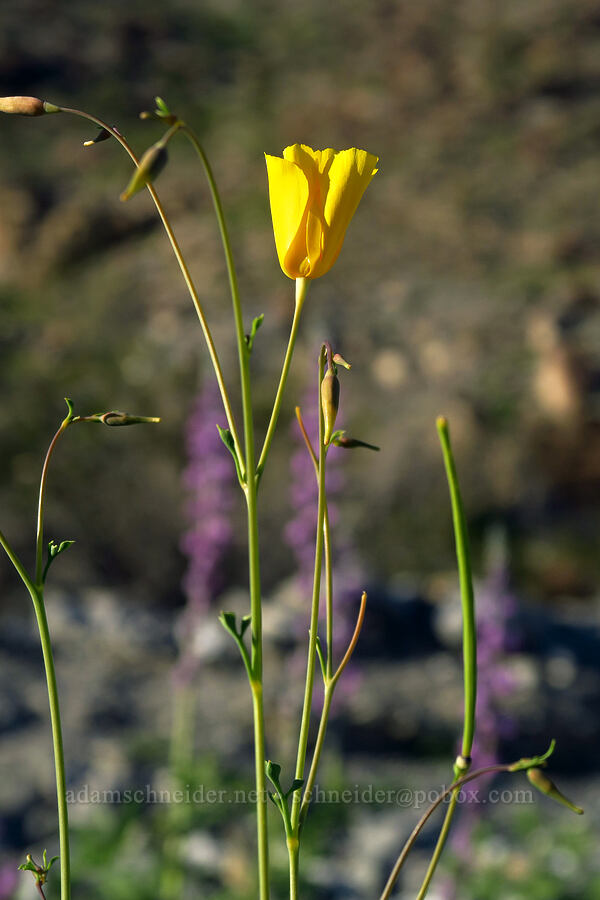 Parish's poppy (Eschscholzia parishii) [Rattlesnake Canyon, Anza-Borrego Desert State Park, San Diego County, California]