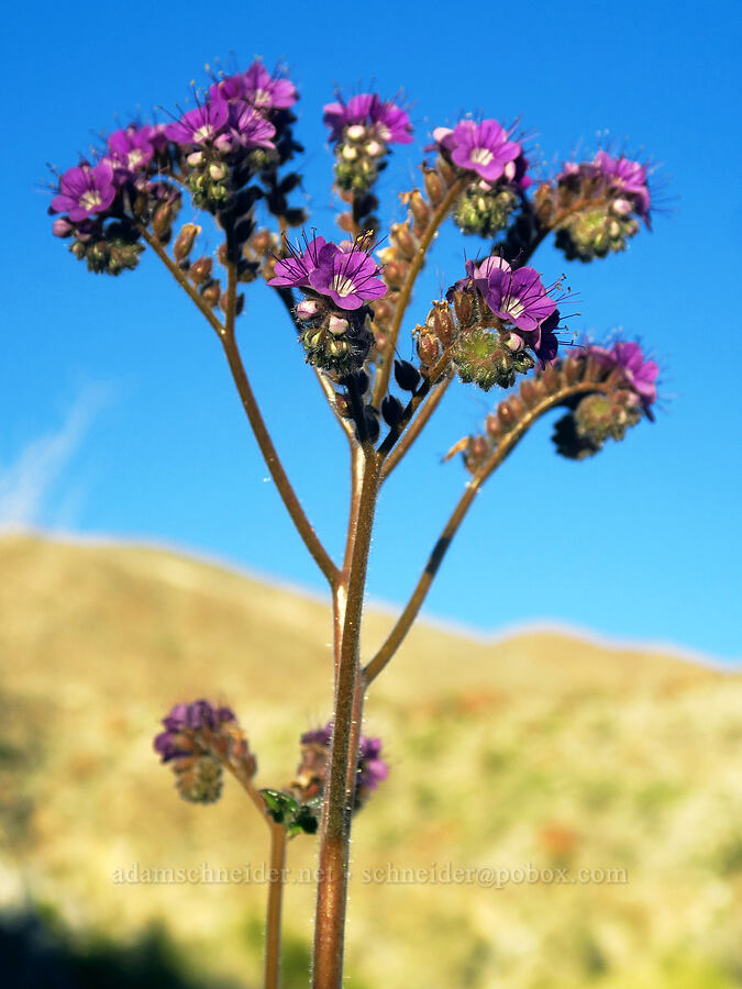 notch-leaved phacelia (Phacelia crenulata) [Rattlesnake Canyon, Anza-Borrego Desert State Park, San Diego County, California]