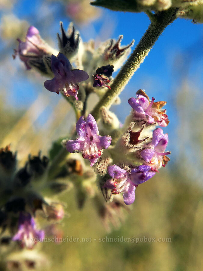desert lavender (Condea emoryi (Hyptis emoryi)) [Rattlesnake Canyon, Anza-Borrego Desert State Park, San Diego County, California]
