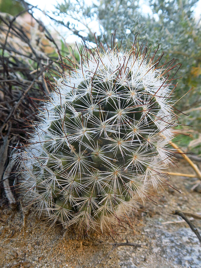 common fish-hook cactus (Mammillaria tetrancistra (Cochemiea tetrancistra)) [Rattlesnake Canyon, Anza-Borrego Desert State Park, San Diego County, California]