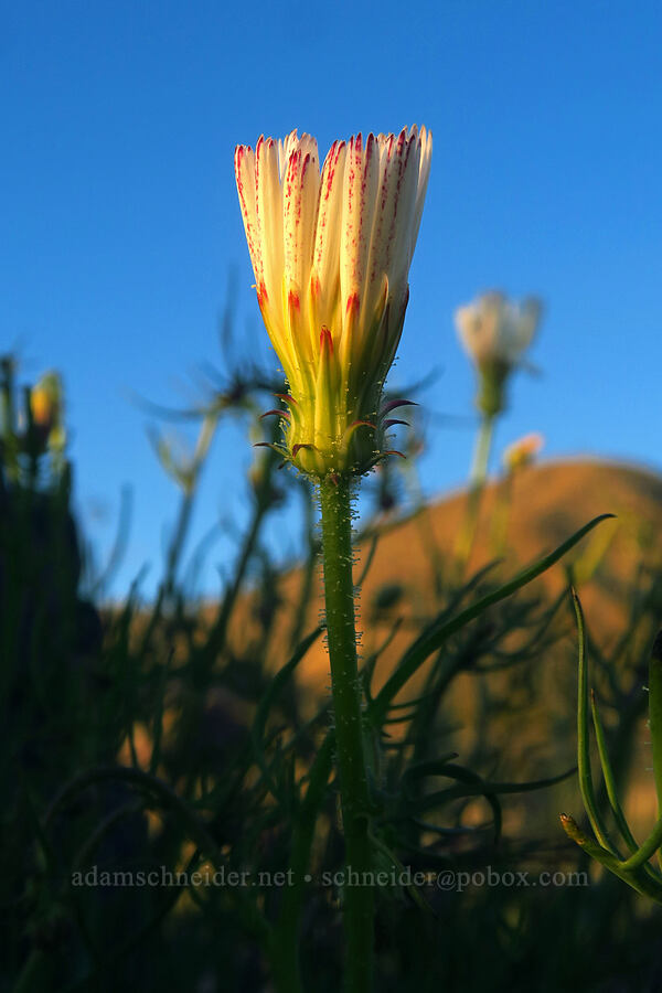 white tack-stem (Calycoseris wrightii) [east of Rattlesnake Canyon, Anza-Borrego Desert State Park, San Diego County, California]