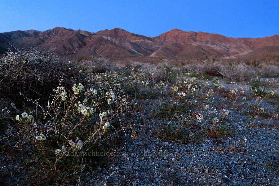 brown-eyed primrose after sunset (Chylismia claviformis (Camissonia claviformis)) [Villager Peak Trail, Anza-Borrego Desert State Park, San Diego County, California]