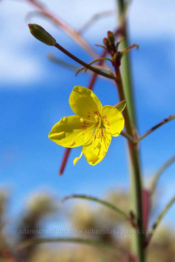 California sun-cup (Eulobus californicus (Camissonia californica)) [Buttes Pass Road, Anza-Borrego Desert State Park, San Diego County, California]