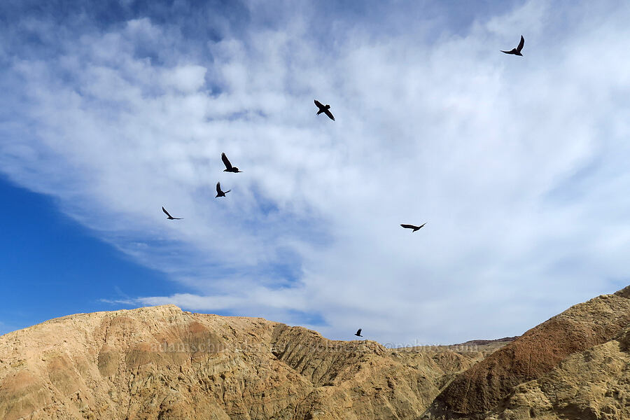 ravens (Corvus corax) [Borrego Badlands, Anza-Borrego Desert State Park, San Diego County, California]