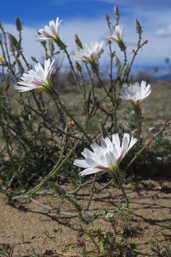 desert chicory (Rafinesquia neomexicana) [Discovery Center Nature Trail, Ocotillo Wells SVRA, San Diego County, California]