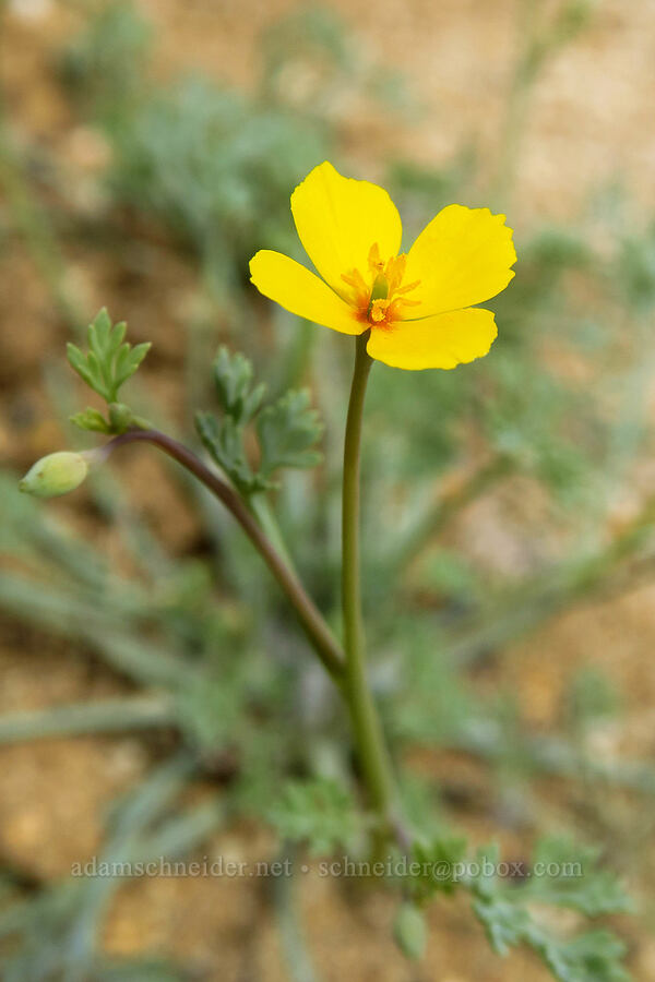 pygmy poppy (Eschscholzia minutiflora) [Discovery Center Nature Trail, Ocotillo Wells SVRA, San Diego County, California]