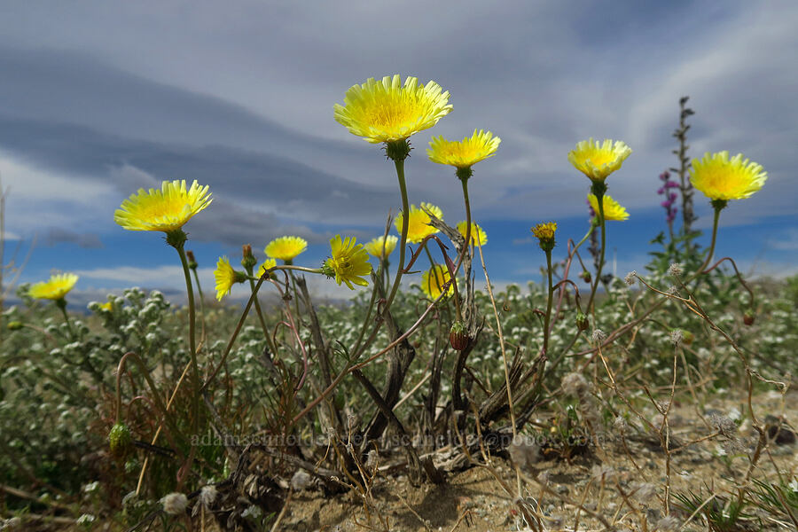 desert dandelion (Malacothrix glabrata) [south of East Butte, Ocotillo Wells SVRA, San Diego County, California]