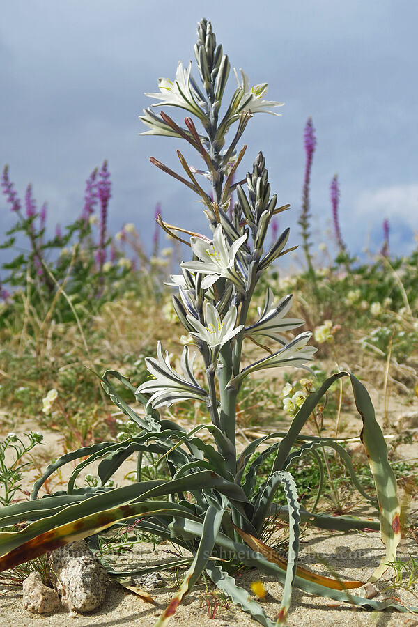 desert lily (Hesperocallis undulata) [south of East Butte, Ocotillo Wells SVRA, San Diego County, California]