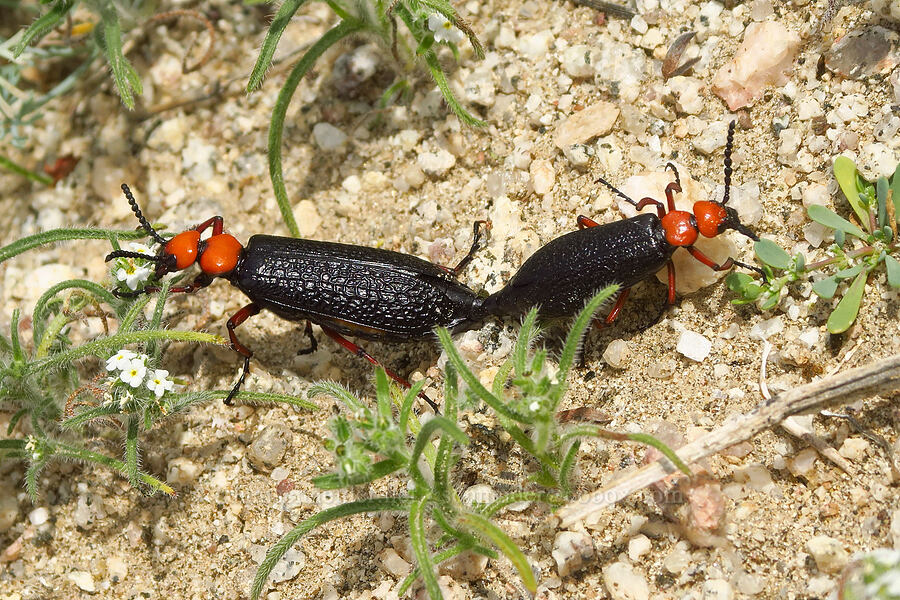 master blister beetles (Lytta magister) [south of East Butte, Ocotillo Wells SVRA, San Diego County, California]