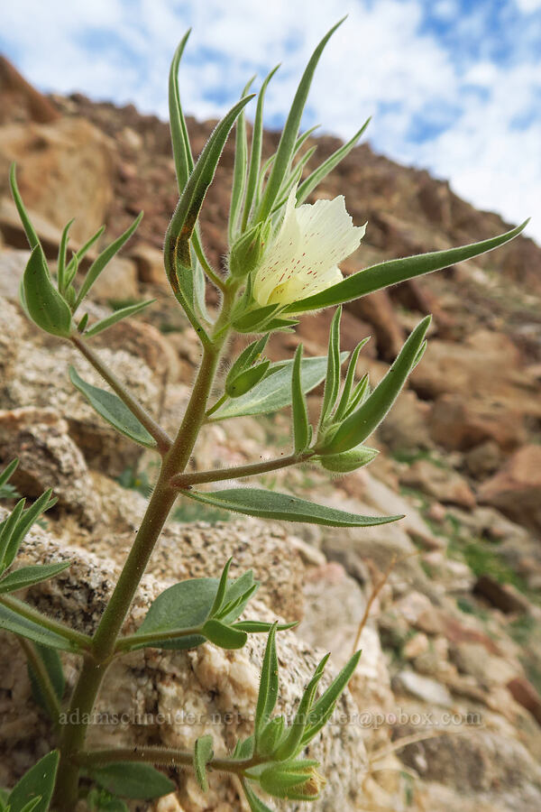 ghost flower (Mohavea confertiflora) [south of East Butte, Ocotillo Wells SVRA, San Diego County, California]