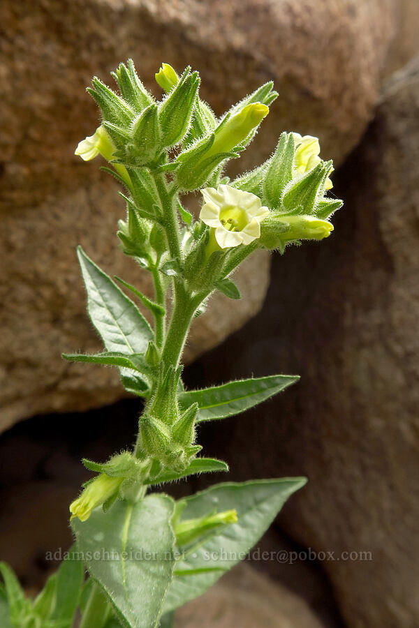 desert tobacco (Nicotiana obtusifolia) [south of East Butte, Ocotillo Wells SVRA, San Diego County, California]