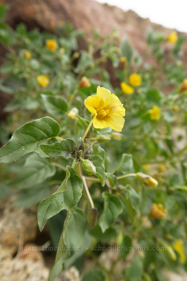 yellow nightshade ground-cherry (Physalis crassifolia) [south of East Butte, Ocotillo Wells SVRA, San Diego County, California]