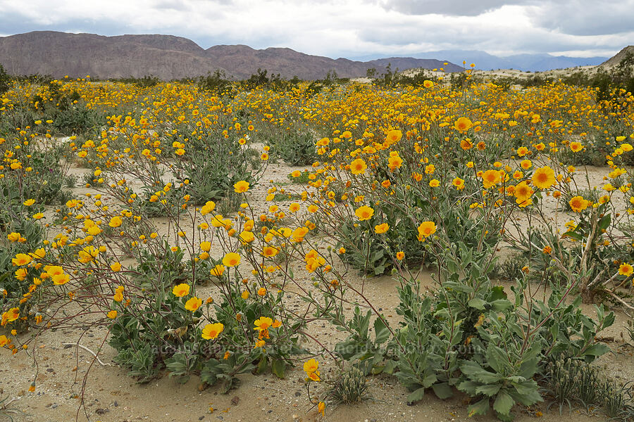 desert sunflowers (Geraea canescens) [Shell Reef Expressway, Ocotillo Wells SVRA, San Diego County, California]