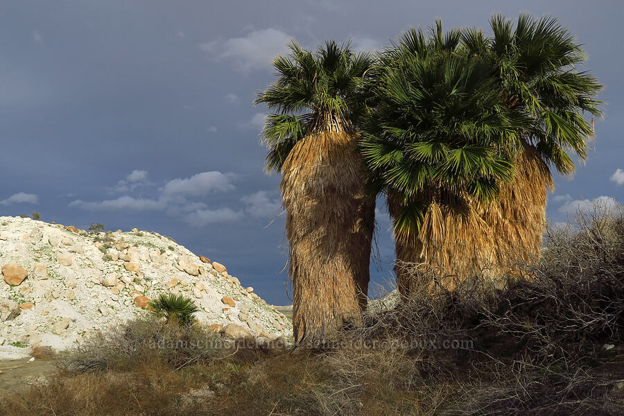California fan palms (Washingtonia filifera) [Mountain Palm Springs, Anza-Borrego Desert State Park, San Diego County, California]