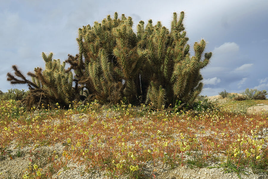 Gander's cholla & brown-eyed primrose (Cylindropuntia ganderi (Opuntia ganderi), Chylismia claviformis (Camissonia claviformis)) [Mountain Palm Springs, Anza-Borrego Desert State Park, San Diego County, California]