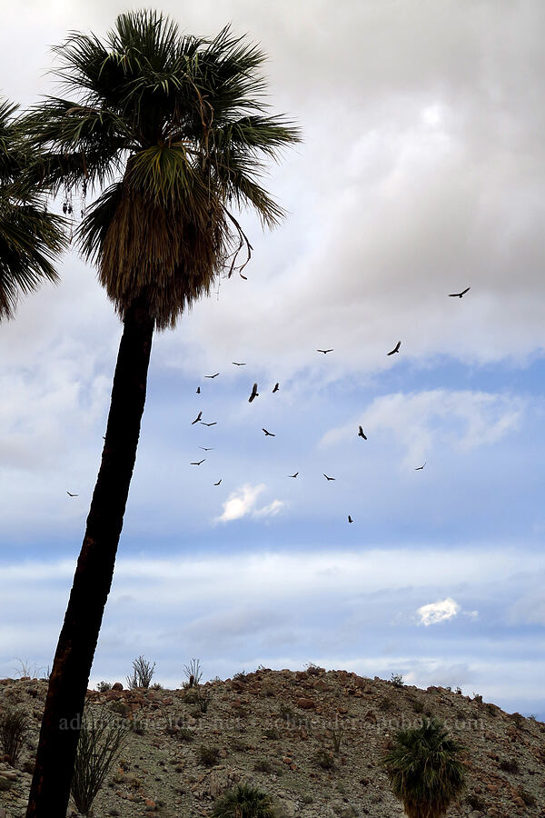 California fan palms & turkey vultures (Washingtonia filifera, Cathartes aura) [Mountain Palm Springs, Anza-Borrego Desert State Park, San Diego County, California]