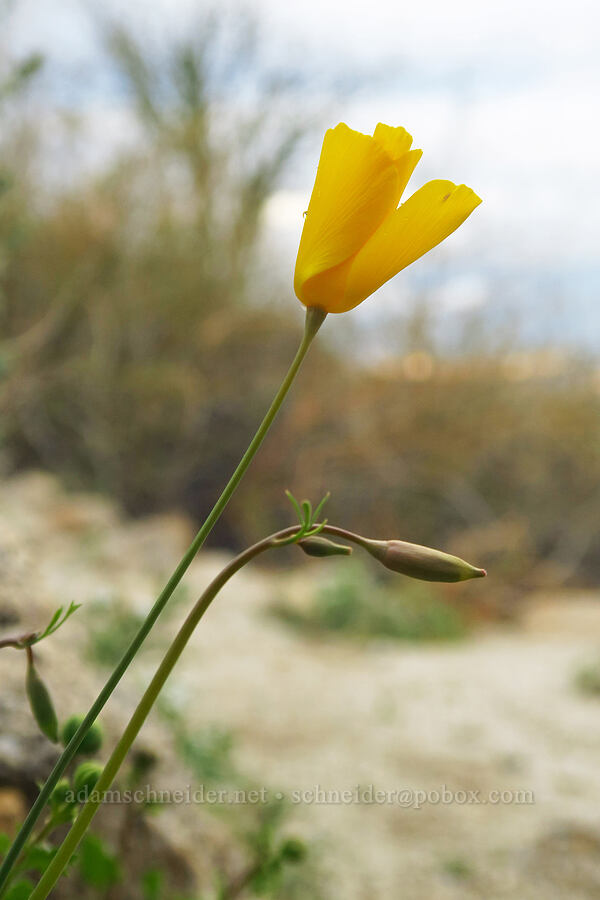 Parish's poppy (Eschscholzia parishii) [Mountain Palm Springs, Anza-Borrego Desert State Park, San Diego County, California]