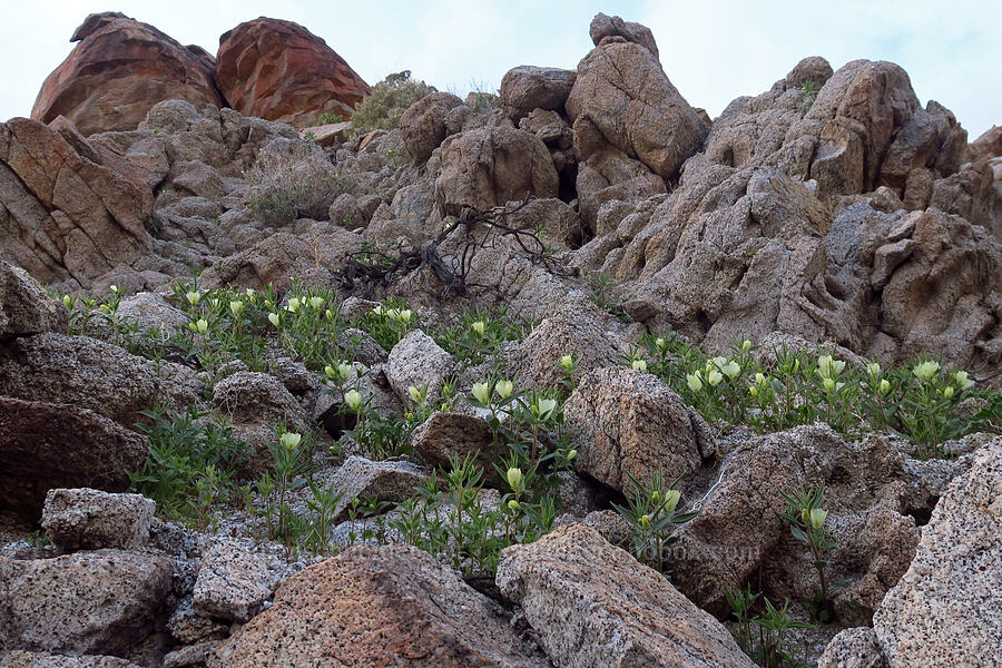 ghost flowers (Mohavea confertiflora) [Mountain Palm Springs, Anza-Borrego Desert State Park, San Diego County, California]
