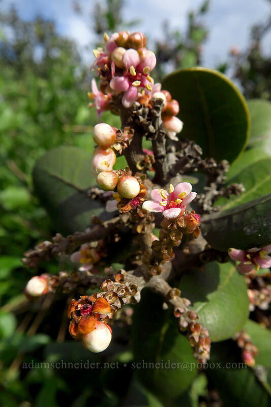 lemonade-berry (Rhus integrifolia) [Famosa Slough, San Diego, California]