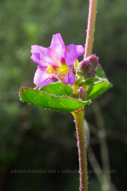 California four-o'-clock (wishbone bush) (Mirabilis laevis var. crassifolia) [Famosa Slough, San Diego, California]