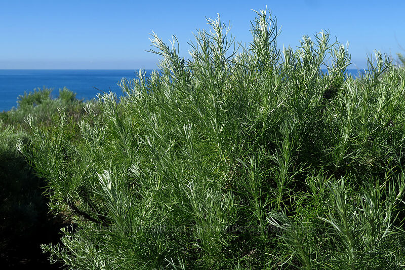 California sagebrush (Artemisia californica) [Scripps Coastal Reserve, La Jolla, San Diego County, California]