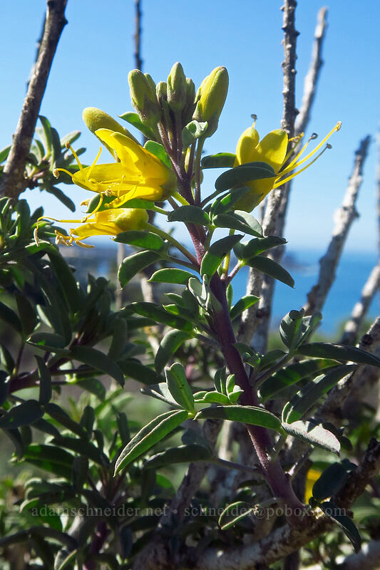 bladderpod spider-flower (Peritoma arborea (Cleome isomeris) (Cleomella arborea)) [Scripps Coastal Reserve, La Jolla, San Diego County, California]