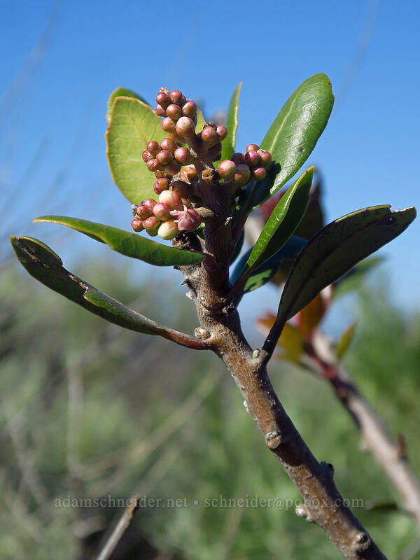 lemonade-berry, budding (Rhus integrifolia) [Scripps Coastal Reserve, La Jolla, San Diego County, California]