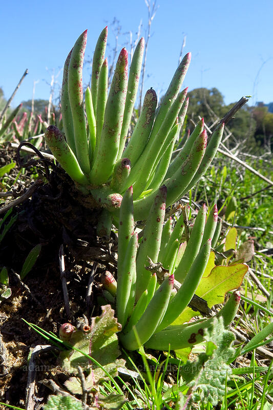 fingertips (mission lettuce) (Dudleya edulis) [Scripps Coastal Reserve, La Jolla, San Diego County, California]
