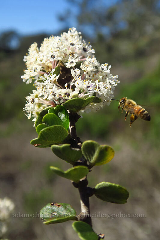 wart-stem ceanothus (and a honeybee) (Ceanothus verrucosus, Apis mellifera) [Torrey Pines State Natural Reserve Extension, San Diego, California]